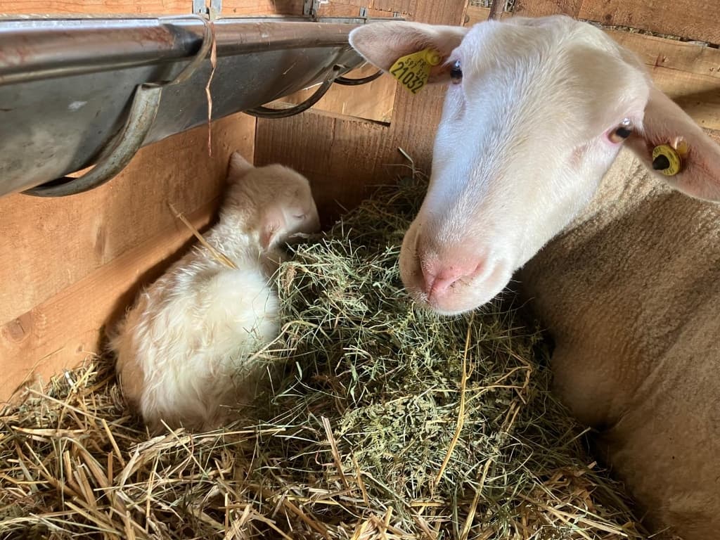 Ferme Aux Moineaux - Photo 1