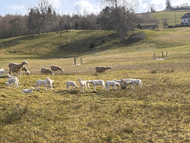 Ferme Aux Moineaux - Photo 4