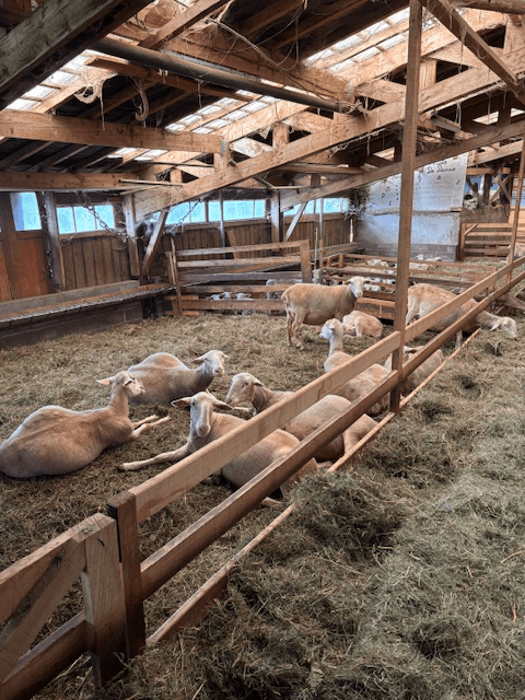 Ferme Aux Moineaux - Photo 5